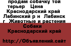 продам собачку той-терьер › Цена ­ 2 000 - Краснодарский край, Лабинский р-н, Лабинск г. Животные и растения » Собаки   . Краснодарский край